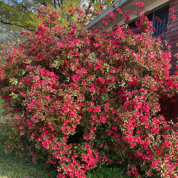 Posh Ambassador/Top seller/fast shipper/5Star - Picture 2 of 9